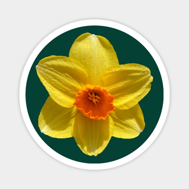 Daffodil Magnet by Amanda1775